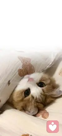 被温柔包裹着的松弛感，有点慵懒，又有点软乎乎的治愈，好像所有烦心事都被这双亮晶晶的眼睛融化了，只想安安静静地窝着，享受这份慢悠悠的惬意。