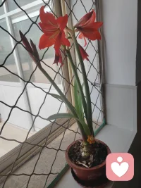 向阳而生，逐光而行，一却美好都在路上。配图