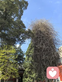真正的成长，不是等来谁的宠爱，而是我自己也可以，花已盛开，蝴蝶爱来不来。配图