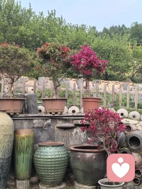 感恩咒

我感恩每一天的日出日落，生活中的美好瞬间。
我感恩生活中遇到的每一个人，他们让我成长。
我感恩拥有的每一份经验，无论好坏，都是我的财富。
我感恩我的身体，它让我体验这个美好的世界。
我感恩每一次呼吸，带给我生命的活力。
我感恩我的健康，我选择关爱自己的身体。
我感恩我身边的家人和朋友，他们给予我支持与爱。
我感恩那些曾经帮助我的人，他们让我更加坚强。
我感恩每一次互动，它们让我与他人建立更深的联系。
我感恩每一个机会，它们让我成长与学习。
我感恩生活中的挑战，它们使我变得更加坚韧。
我感恩未来的每一个可能性，我敞开心扉迎接它们。配图