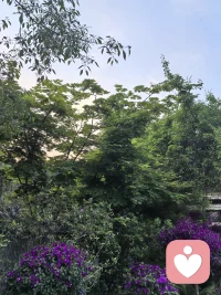 爱自己，才是关系的底气
当你真正开始爱自己，你就不会再牺牲自己去讨好关系，也不会因为别人的评价、关系的变动而崩塌。
这种状态下的你，进入关系时，带的不是索取、控制和期待，而是一个真实、稳定、有生命力的自己。这样的你，才能建立既独立又融合的健康关系——就像两棵树，各自扎根生长，又能共享阳光雨露，而不是菟丝花一样，依附别人的枝干才能存活。配图