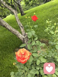 在家庭治疗的视域中，如果说“二元关系”（Dyad）是互动的基本单位，那么“三角关系”（Triangle）则是系统稳定的最小结构单元。正如维吉尼亚·萨提亚（Virginia Satir）所言，我们每个人都诞生于一个最基本的三角结构之中——父亲、母亲与孩子。这个原初三角（Primary Triad）不仅是我们生命的起点，更是我们学习沟通、建立自我价值以及理解人际互动的蓝图。