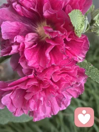 “一个拥有健康自我同一性的人，会觉得“今天的我”和“昨天的我”是同一个人，并且坚信“明天的我”依然会保持这种连贯性；同时，他所感知的自己，与他在社会群体（职业、家庭、社群）中扮演的角色是协调的。”