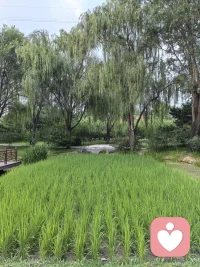 禅修和普通社交之间的唯一不同点是，你要深入交往的朋友是你自己。