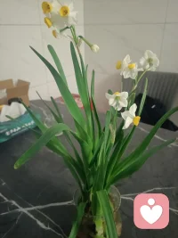 养人如养花。你要精心，它才会开花结果，但有些花野蛮生长也会花香自来！！！配图