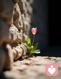 心理学中有个词叫
“焦点效益”
是说人很容易太看重自己
从而高估别人对自己的关注
因为过于在意别人
对自己的评价
怕尴尬、怕丢脸
以至于不敢尝试新事物
从而错过很多成长的机会
罗翔教授也说：
你害怕抛头露面
害怕出丑丢人
害怕承担责任
实际上就是害怕成功
害怕成功，怎么可能成功
普通人变强的第一步
就是学会淡化自我意识
丢掉羞耻心
不要太在乎外界的评价
[微笑]你好！拥抱美好[玫瑰][拥抱]配图