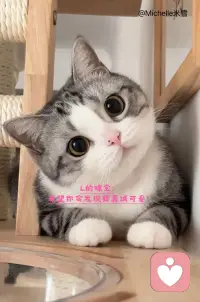 日子平淡就是美好
若有起风
请随风摇曳飞舞配图