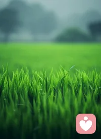 真正的通透，
是接受自己的普通，
也拼尽全力去过好这一生。
       不攀比，不焦虑，不慌张，
按自己的节奏，
认真生活，不负自己。