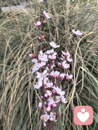 逛公园了，发现有人扔在草丛里的几束花，我捡回家吧配图