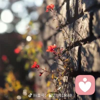 无论你是交友不慎，遇人不淑，被断崖式分手，被劈腿，被孤立，被pua，还是学业不顺等都可以和我说，我会耐心倾听并给出建议，能站在你的立场替你思考一些难以抉择的问题，也可以引导你找到心中想要寻找的那个答案~配图