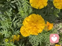 【有人听，会好很多🌱】

你不用一直坚强，不用总说“我没事”。

作为倾听师，我只做一件事：安静、认真、不带评判地，听你说。

那些说不出的累，没人懂的委屈，卡在心里的结……如果你愿意，可以在这里，慢慢说，我慢慢听。

说完了，也许不会立刻变好。

但有人接住的感觉，本身就有用。

需要时，我在这里。🕯️

（可私信预约）

倾听师 #情绪树洞 #心里话说出来 #你不是一个人