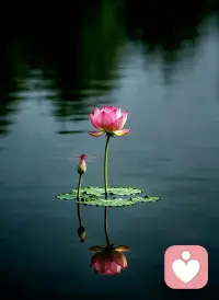 不必惊艳世人，只求干净、明亮、舒展。
不与人争，不与人比，守自己的节奏，开自己的花期。
命若不系之舟，不必惶恐漂泊，
扎根自己，便是此生最好的归宿。