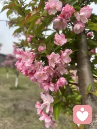 行走途中偶遇一路繁花，平凡的路边也藏着温柔惊喜。花草自在盛放，治愈浮躁心绪。生活常有细碎美好，只要内心向阳，随处皆是暖意。学会接纳日常点滴，保持平和通透的心态，守住心底光亮，日子便温柔明朗，心境也愈发舒展从容。配图