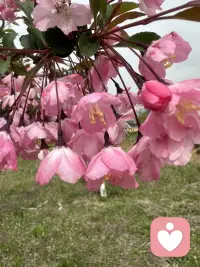 行走途中偶遇一路繁花，平凡的路边也藏着温柔惊喜。花草自在盛放，治愈浮躁心绪。生活常有细碎美好，只要内心向阳，随处皆是暖意。学会接纳日常点滴，保持平和通透的心态，守住心底光亮，日子便温柔明朗，心境也愈发舒展从容。配图