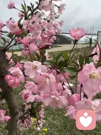 行走途中偶遇一路繁花，平凡的路边也藏着温柔惊喜。花草自在盛放，治愈浮躁心绪。生活常有细碎美好，只要内心向阳，随处皆是暖意。学会接纳日常点滴，保持平和通透的心态，守住心底光亮，日子便温柔明朗，心境也愈发舒展从容。配图