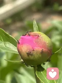 行走途中偶遇一路繁花，平凡的路边也藏着温柔惊喜。花草自在盛放，治愈浮躁心绪。生活常有细碎美好，只要内心向阳，随处皆是暖意。学会接纳日常点滴，保持平和通透的心态，守住心底光亮，日子便温柔明朗，心境也愈发舒展从容。配图