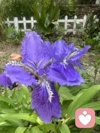 行走途中偶遇一路繁花，平凡的路边也藏着温柔惊喜。花草自在盛放，治愈浮躁心绪。生活常有细碎美好，只要内心向阳，随处皆是暖意。学会接纳日常点滴，保持平和通透的心态，守住心底光亮，日子便温柔明朗，心境也愈发舒展从容。配图