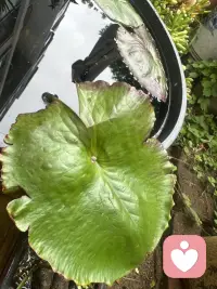 心怀阳光，内心便永远澄澈温暖。生活总有起伏波折，学会与情绪平和相处，接纳自身所有状态。以豁达心态看待得失，用温柔善意对待周遭人事。守住内心笃定，慢慢治愈自我，带着积极热忱前行。保持健康阳光的心理状态，便能一路遇见温柔与美好，稳稳拥抱生活里的每份幸福。配图