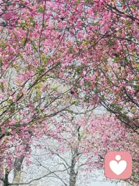 🌞把烦心事丢掉，
腾出地方装春天，
万物更新，旧疾当愈配图