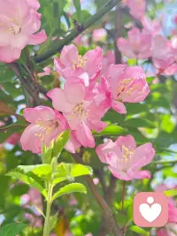 🌞把烦心事丢掉，
腾出地方装春天，
万物更新，旧疾当愈配图