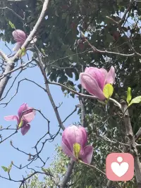 🌞把烦心事丢掉，
腾出地方装春天，
万物更新，旧疾当愈配图