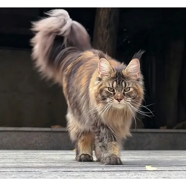 巷尾的猫