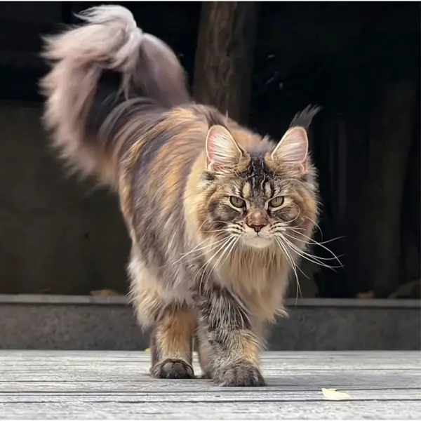巷尾的猫倾听者
