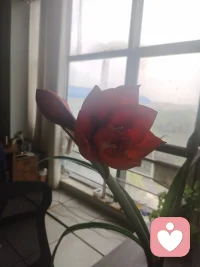 一年一度花又开，稳定的花期，平静的心情！配图