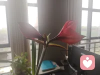 一年一度花又开，稳定的花期，平静的心情！配图