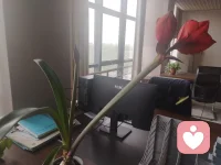 一年一度花又开，稳定的花期，平静的心情！配图
