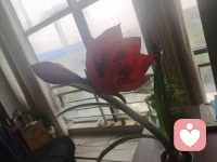 一年一度花又开，稳定的花期，平静的心情！配图
