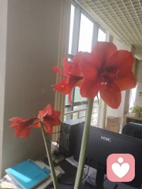 一年一度花又开，伴随着心的喜悦！配图