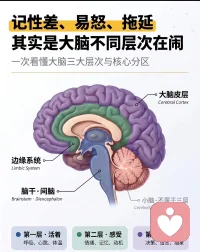 大脑第四层配图