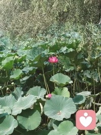 山有峰顶，水有归处。
世间万般纷扰，终有一静可安身。
愿你在喧嚣人海中，拥有不被打扰的角落。
来，说吧，我在。配图