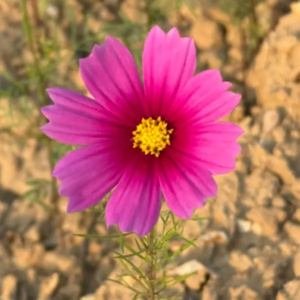 童童老师（用心倾听