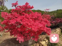我之所以焦虑，不是因为发生了坏事，而是因为我认为“不该”发生这件坏事。—阿而波特•埃利斯配图