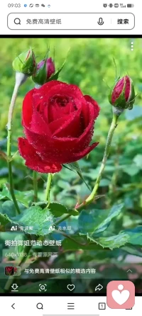 是些什么东西到处在闪光？那光亮绵延不绝，越来越强烈，照亮了我们每一个人，以致使我们许多人都感觉自己心里好像有了一个小小的太阳。对，是生活，是生活在闪着光。生活是有钱人的一场喜剧，穷人的一场悲剧；是智者的一场美梦，是愚人的一场游戏。配图