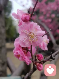 刚开始来平台的时候，觉得那些带点颜色的倾诉者就会不想接，会找一些借口去拒绝。
后来才慢慢发现，其实很多这样的倾诉者并无恶意。很多人还是不错的。
他们仅仅就是想把自己心里的想法找个信任的人倾诉出来而已。其实他们也并没有恶意。
不要责备他们，要认真的倾听他们。只要是发自我们内心用心和真诚的去呵护他们，接受他们。其实他们还是挺友好的。
慢慢我就会发现他们的内心也越来越温柔起来。也越来越喜欢和我倾诉了。
所以非常感谢这些朋友们。感谢你们对我的信任。
当你们有心事儿想找人倾诉的时候，可以随时来呼叫我。我做你们最值得信任的树洞。配图