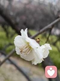 和风暖阳，柳芽吐新，春天有什么心事？可随时呼叫倾诉配图