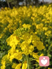 伊人消得黄花瘦，为谁？为谁？为谁辛苦为谁甜？配图