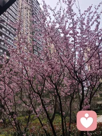 生活偶尔会迷茫，但别忘记最初的梦想。就像春天的花总会朝着阳光生长，你的初心也会指引方向。保持热爱，坚守初心，终会收获想要的结果。