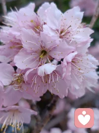 爱出者爱返，福往者福来，种下福因，才有福果，愿你阅尽沧桑，依然对人间充满热爱，看透人心，依旧选择善良！