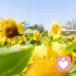 划船的鱼的头像