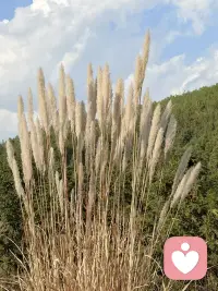 欲望无罪，接纳即是温柔｜小众偏好背后的心灵自救
 
#小众欲望的温柔解读 #异僻恋 #自我接纳 #性心理疗愈
 
很多人都有过不被世俗接纳的隐秘偏好，被贴上怪异、羞耻、不正常的标签，悄悄藏在心底，独自煎熬。
 
那些不被世俗理解的异僻恋、恋物、异装偏好，从来都不是“肮脏的怪癖”，而是潜意识藏起来的温柔求救。
 
有人迷恋丝袜高跟鞋，是在寻找隐秘的安全感；
有人偏爱异装穿搭，是在弥补童年性别认同的缺失；
有人执着于小众的亲密模式，是在疗愈曾经被忽视的无力感。
 
每一种异僻偏好的背后，都是一个人未被看见的情绪缺口，是潜意识在用自己的方式，修补成长里的遗憾。配图