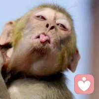 终于知道我为什么没有订单了啊，我终于找到了，原来是我不够精神，为了精神，我特意弄个猴好好精神精神