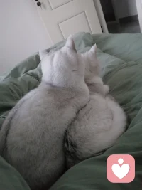 幸福很简单，小猫可以治愈一切配图