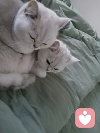 幸福很简单，小猫可以治愈一切配图