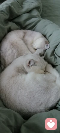 幸福很简单，小猫可以治愈一切配图