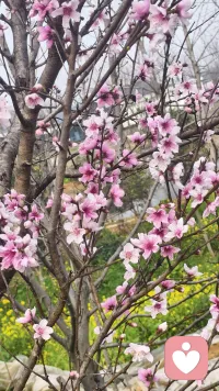 沐春
春雨千丝洗旧尘，
东风万里送新春。
梅边傲骨随雪化，
柳外柔情逐水频。
昨日忧烦皆入酒，
今朝气象尽如银。
年华不负登高处，
且趁轻红换精神。配图