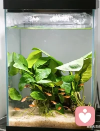 有人说：这些小鱼都不用担心食物了
有人说：但是他们被限制了空间，没有自由
所以，有没有两全其美的办法呢？配图